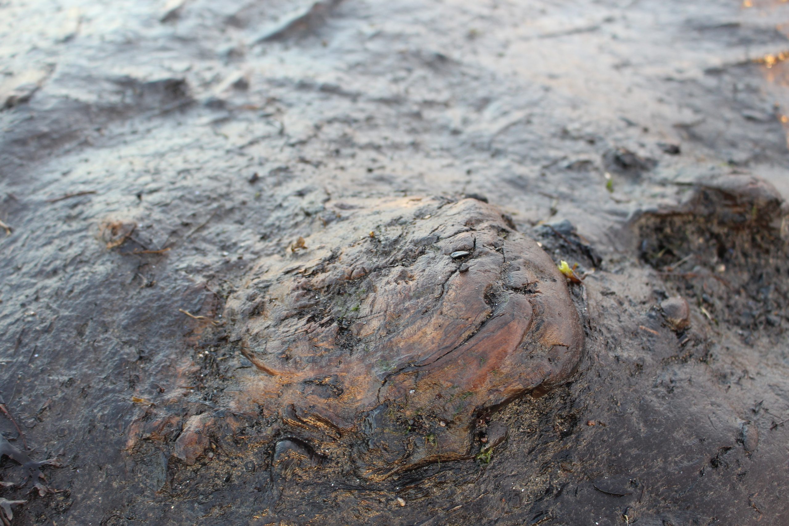 Þorgerður Ólafsdóttir